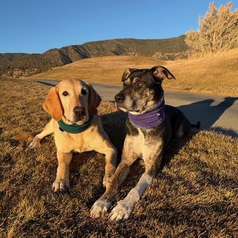 Ellie and Chip - bonded pair, ADOPTABLE, Adult Female Yellow Labrador Retriever.