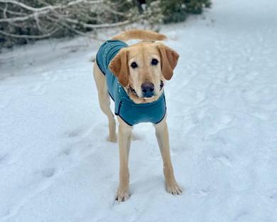Enlarge Ellie and Chip - bonded pair, a ADOPTABLE Yellow Labrador Retriever in Boulder, CO image 5/6