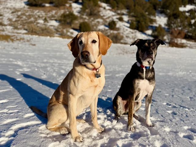 Enlarge Ellie and Chip - bonded pair, a ADOPTABLE Yellow Labrador Retriever in Boulder, CO image 2/6