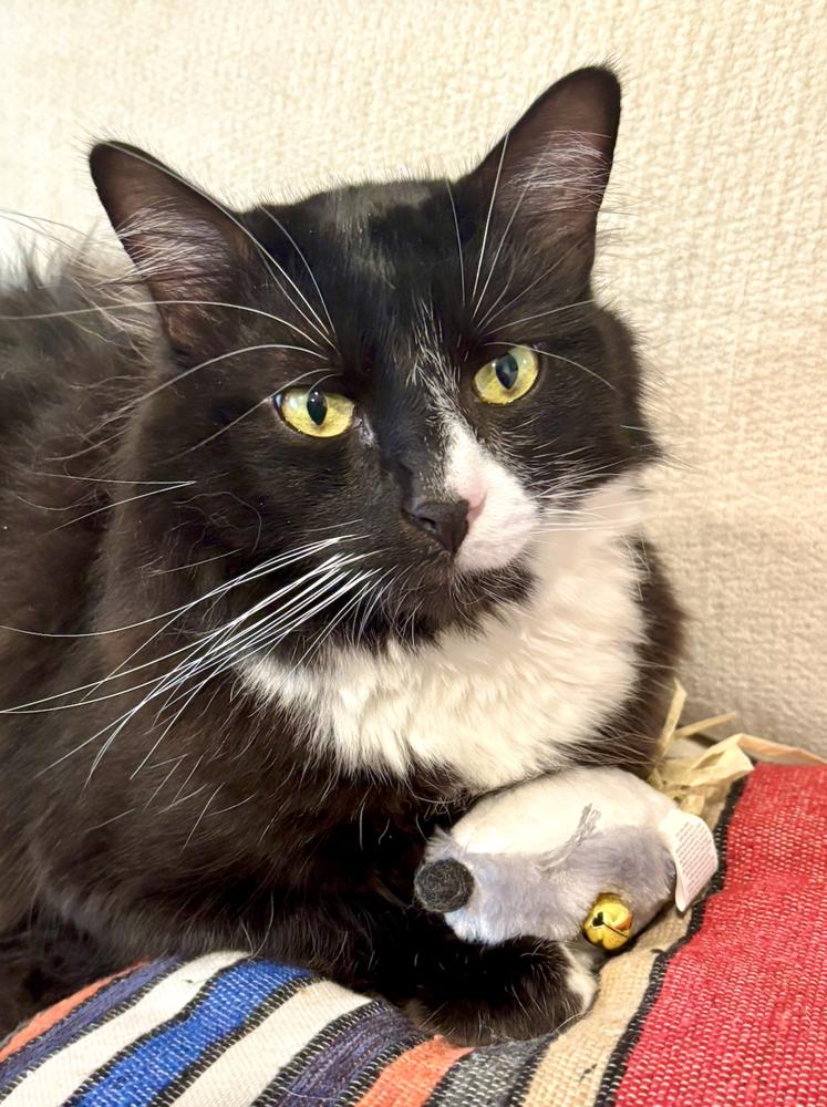 Leonardo, Adoptable, Young Male Maine Coon & Domestic Medium Hair.