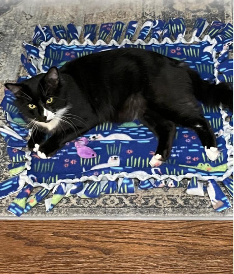 Enlarge Leonardo, a Adoptable mixed breed in Oradell, NJ image 4/6