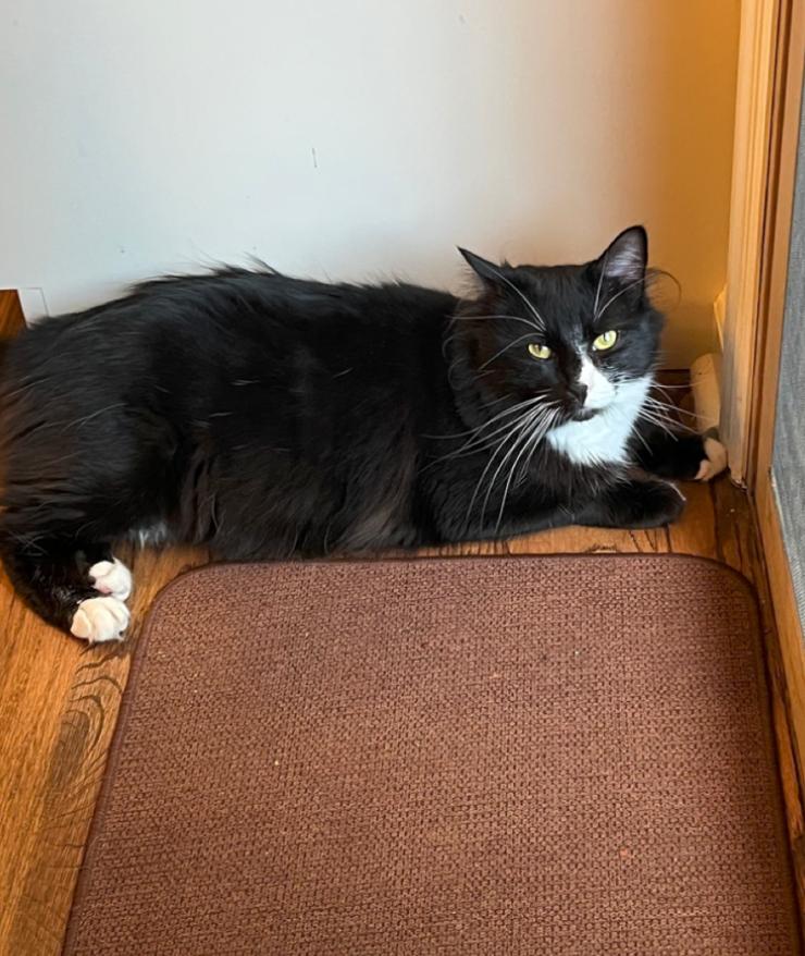 Enlarge Leonardo, a Adoptable mixed breed in Oradell, NJ image 6/6