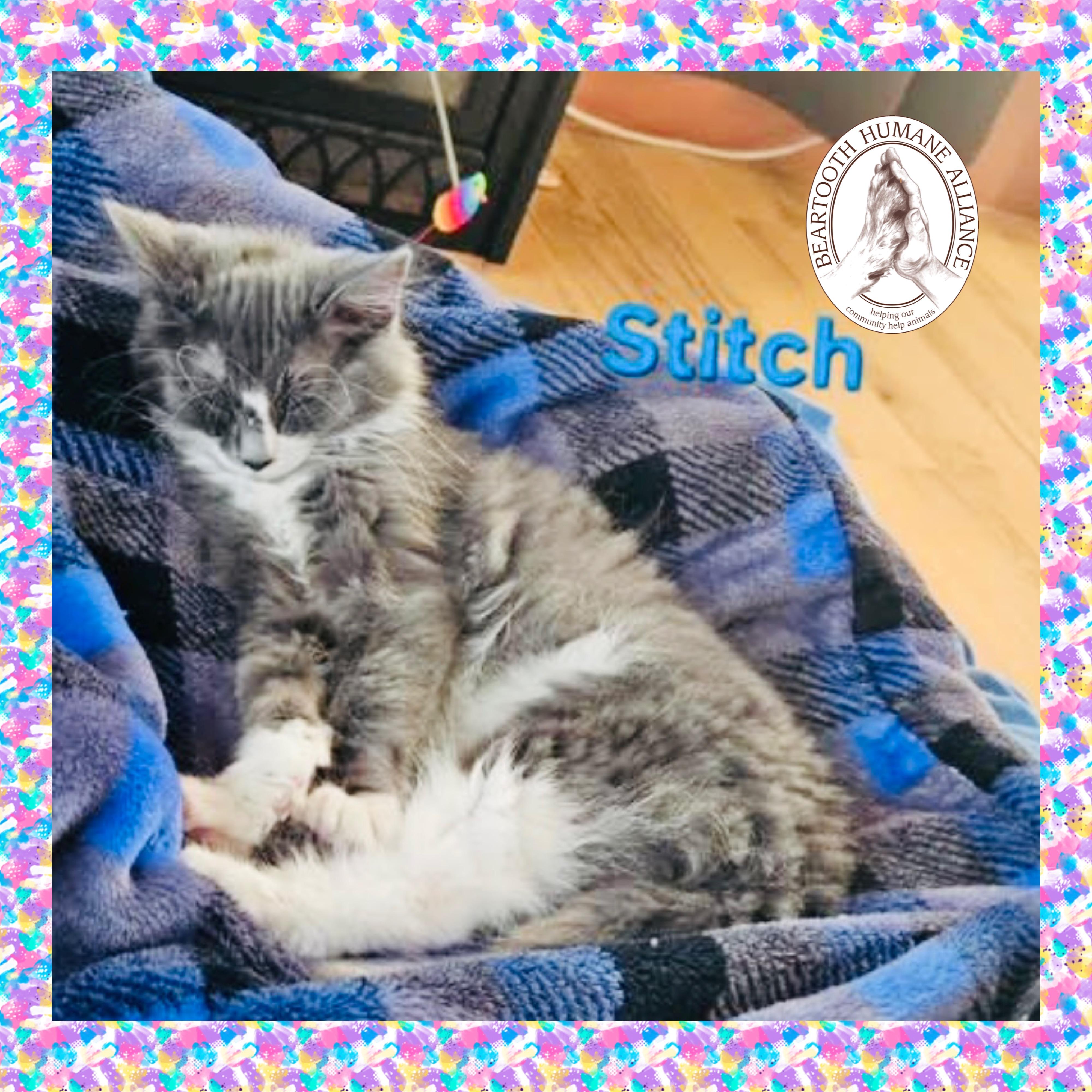 Stitch, an adoptable Domestic Long Hair in Red Lodge, MT, 59068 | Photo Image 2