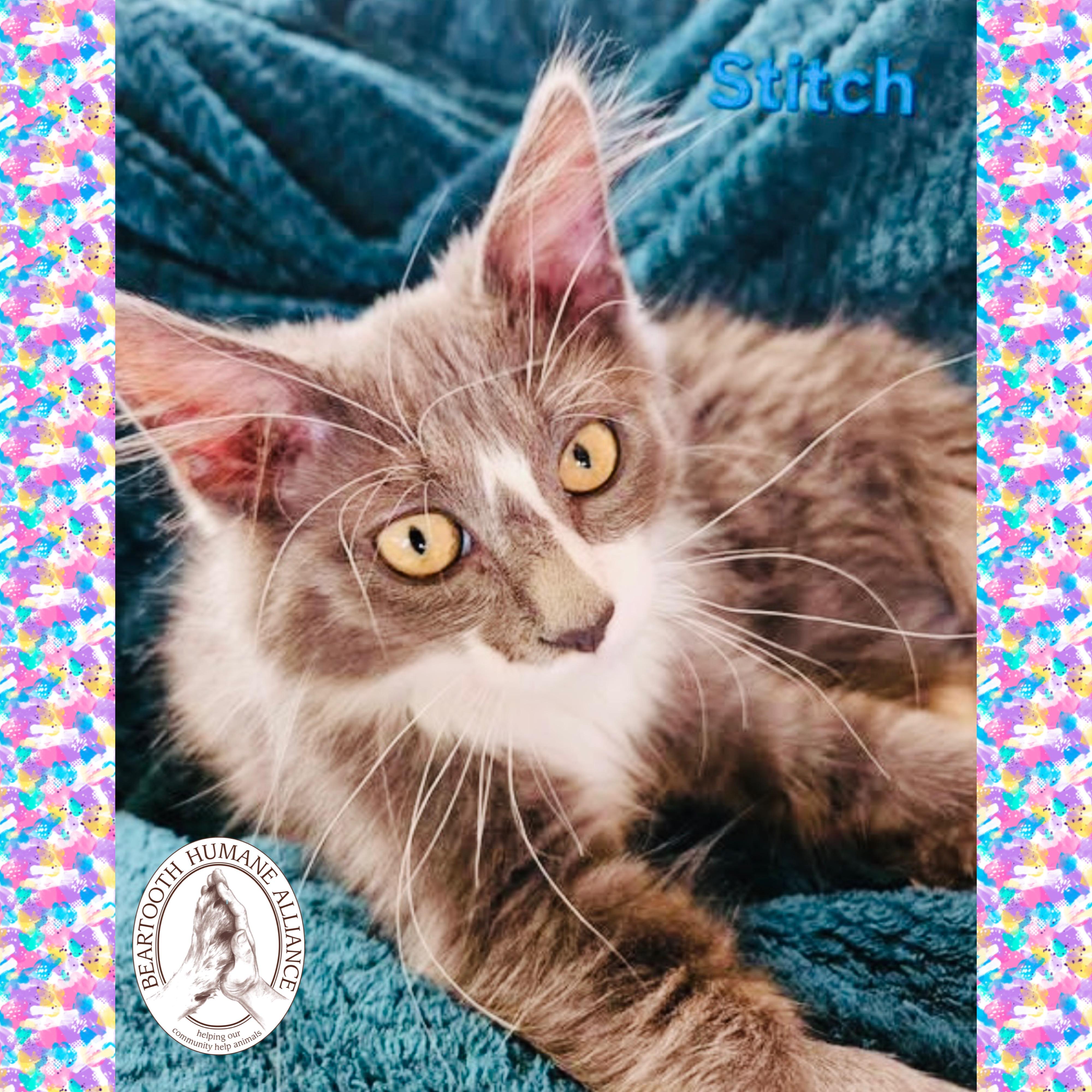 Stitch, an adoptable Domestic Long Hair in Red Lodge, MT, 59068 | Photo Image 1