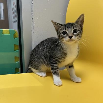 Blanche, Adoptable, Kitten Female Domestic Short Hair.