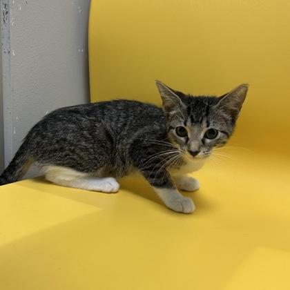 Enlarge Blanche, a Adoptable Domestic Short Hair in Janesville, WI image 2/2