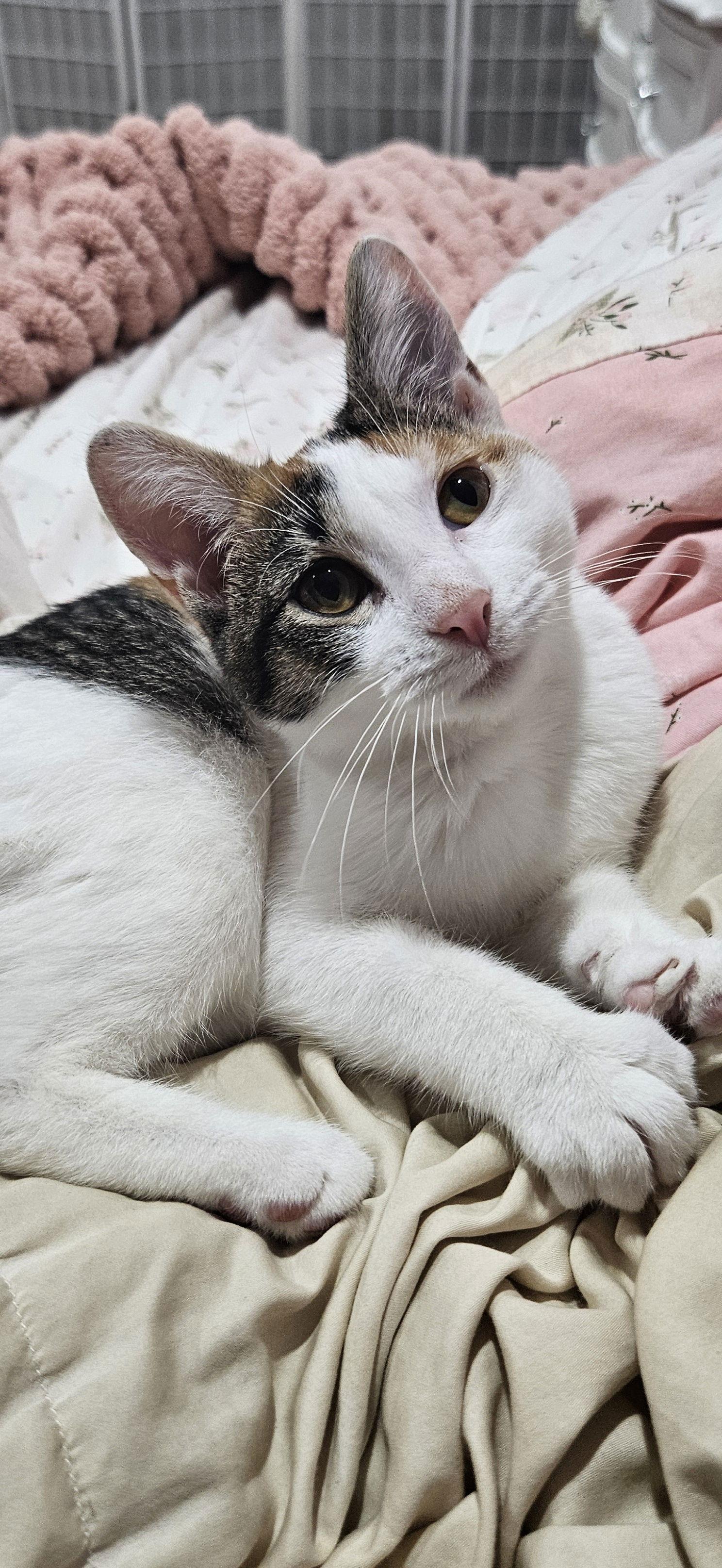 Felicia C4716 - ADOPTION BEING FINALIZED, a Adoptable Domestic Short Hair in minneapolis, MN image 1/3