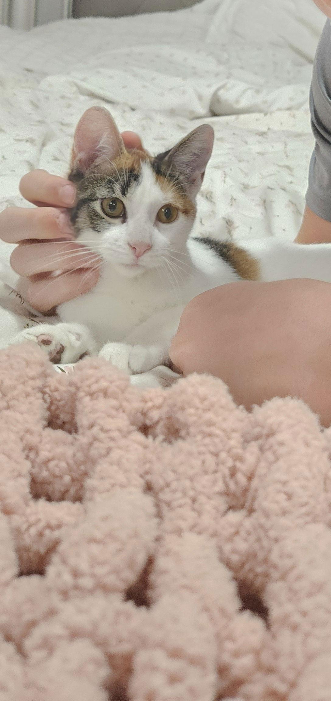 Felicia C4716 - ADOPTION BEING FINALIZED, a Adoptable Domestic Short Hair in minneapolis, MN image 2/3