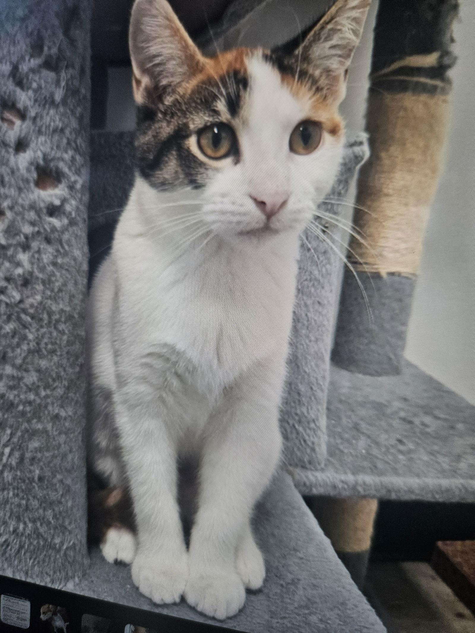 Felicia C4716 - ADOPTION BEING FINALIZED, a Adoptable Domestic Short Hair in minneapolis, MN image 3/3