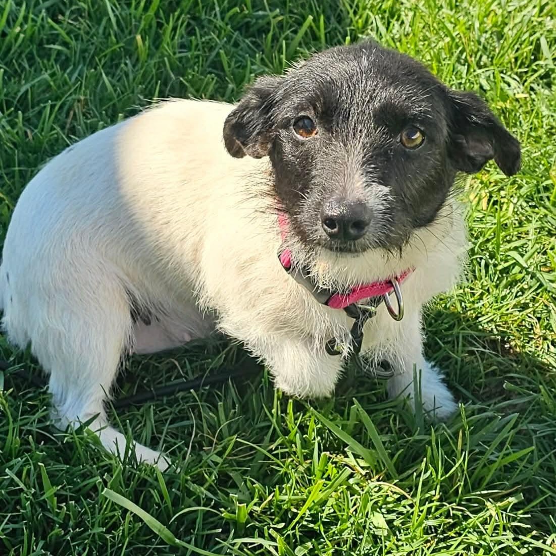 Pimm, a ADOPTABLE Jack Russell Terrier in Minooka, IL image 3/3