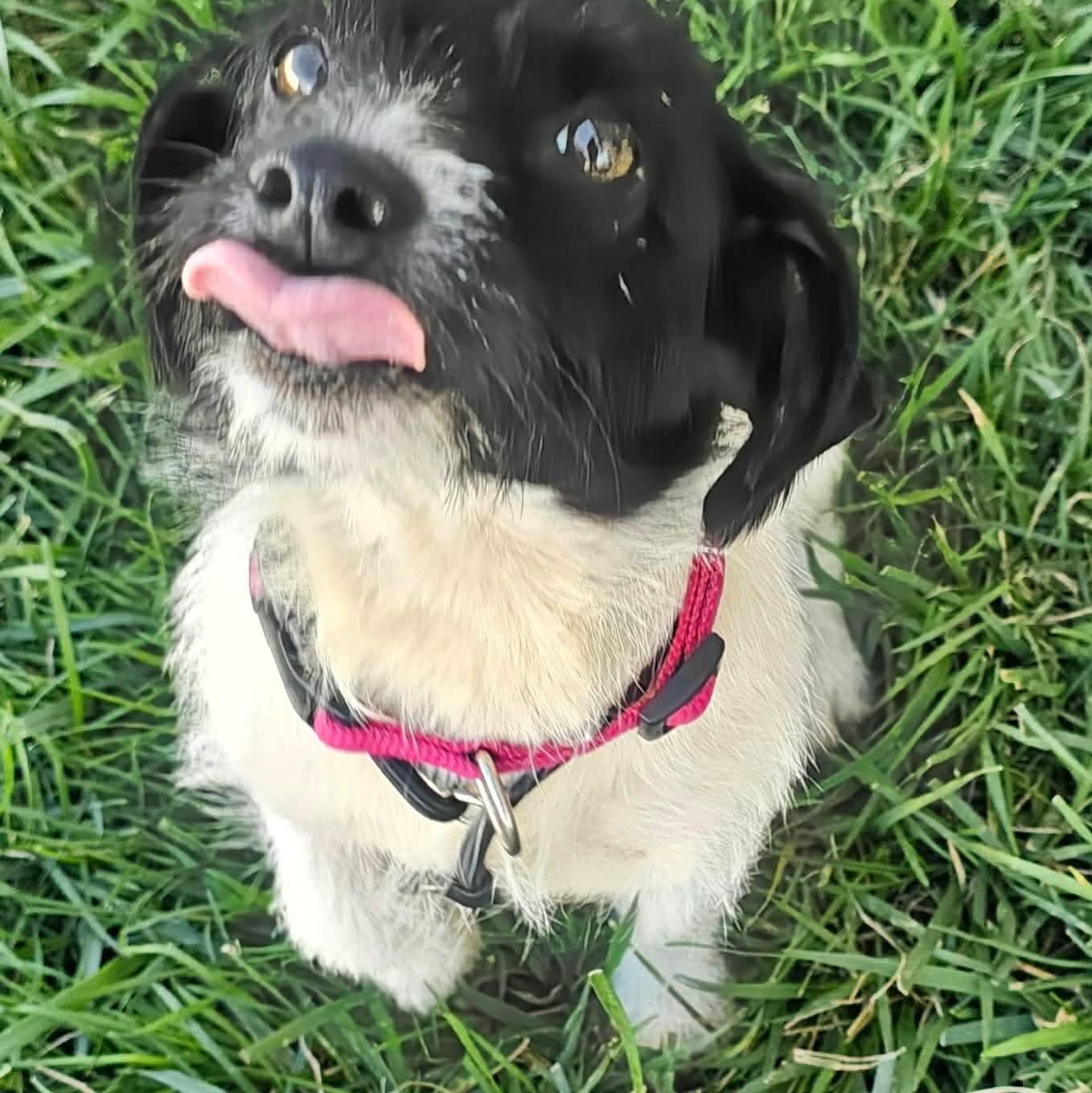 Pimm, a ADOPTABLE Jack Russell Terrier in Minooka, IL image 2/3