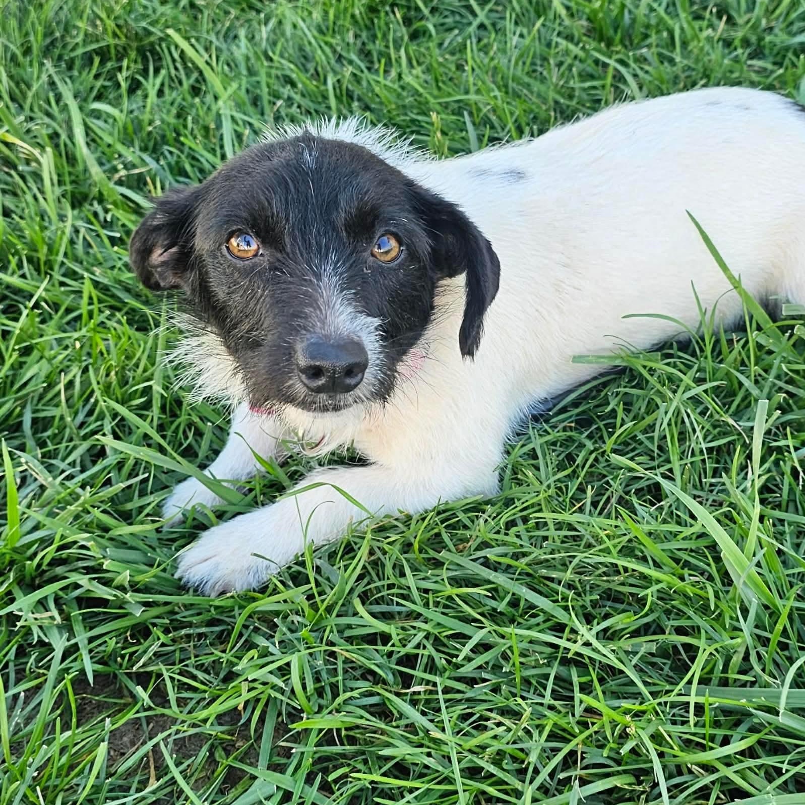 Pimm, ADOPTABLE, Young Female Jack Russell Terrier.