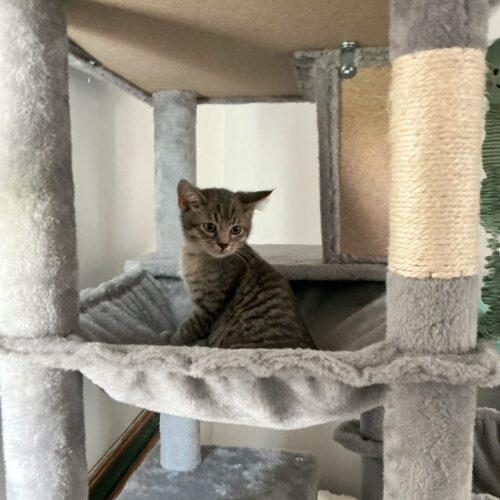 Ollie, a Adoptable Domestic Short Hair in Kirksville, MO image 1/5