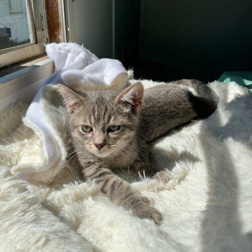 Ollie, a Adoptable Domestic Short Hair in Kirksville, MO image 2/5