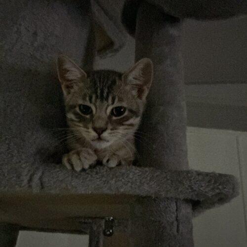 Ollie, a Adoptable Domestic Short Hair in Kirksville, MO image 3/5