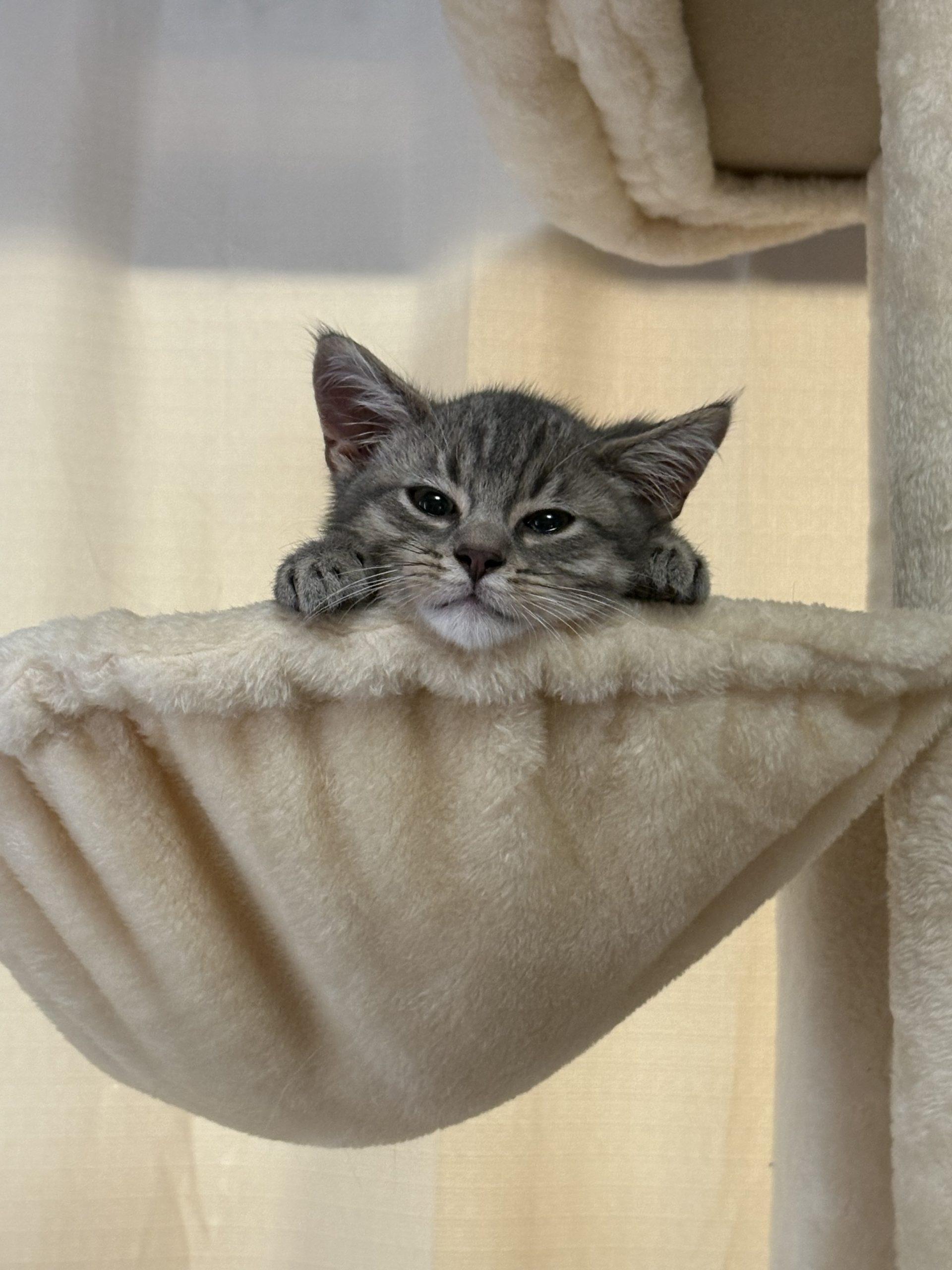 Ollie, Adoptable, Young Male Domestic Short Hair.