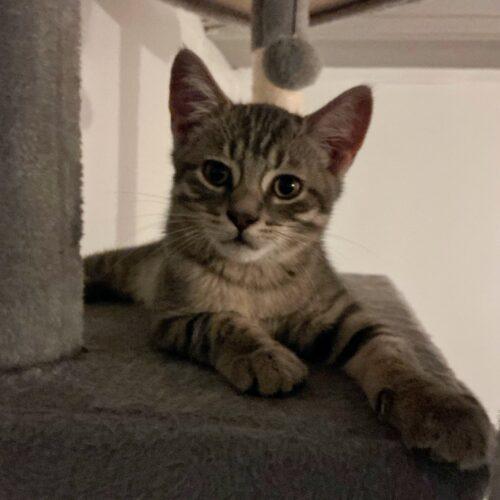 Ollie, a Adoptable Domestic Short Hair in Kirksville, MO image 4/5