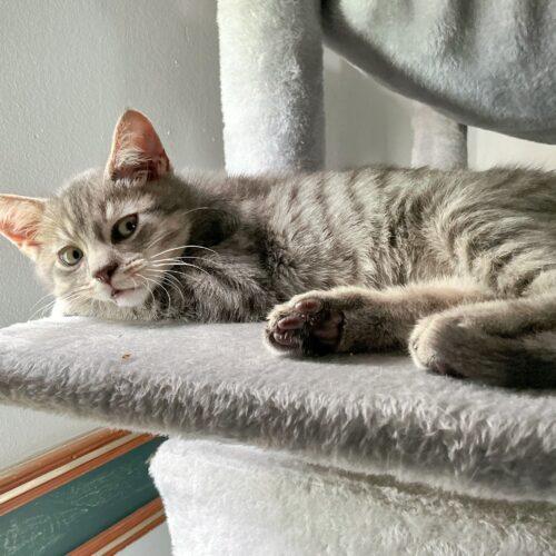 Ollie, a Adoptable Domestic Short Hair in Kirksville, MO image 5/5