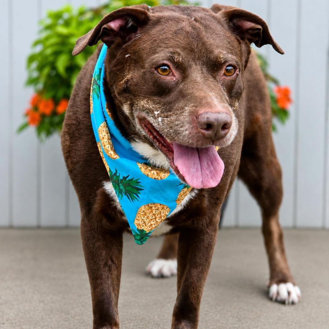 Junior, ADOPTABLE, Adult Male Chocolate Labrador Retriever.