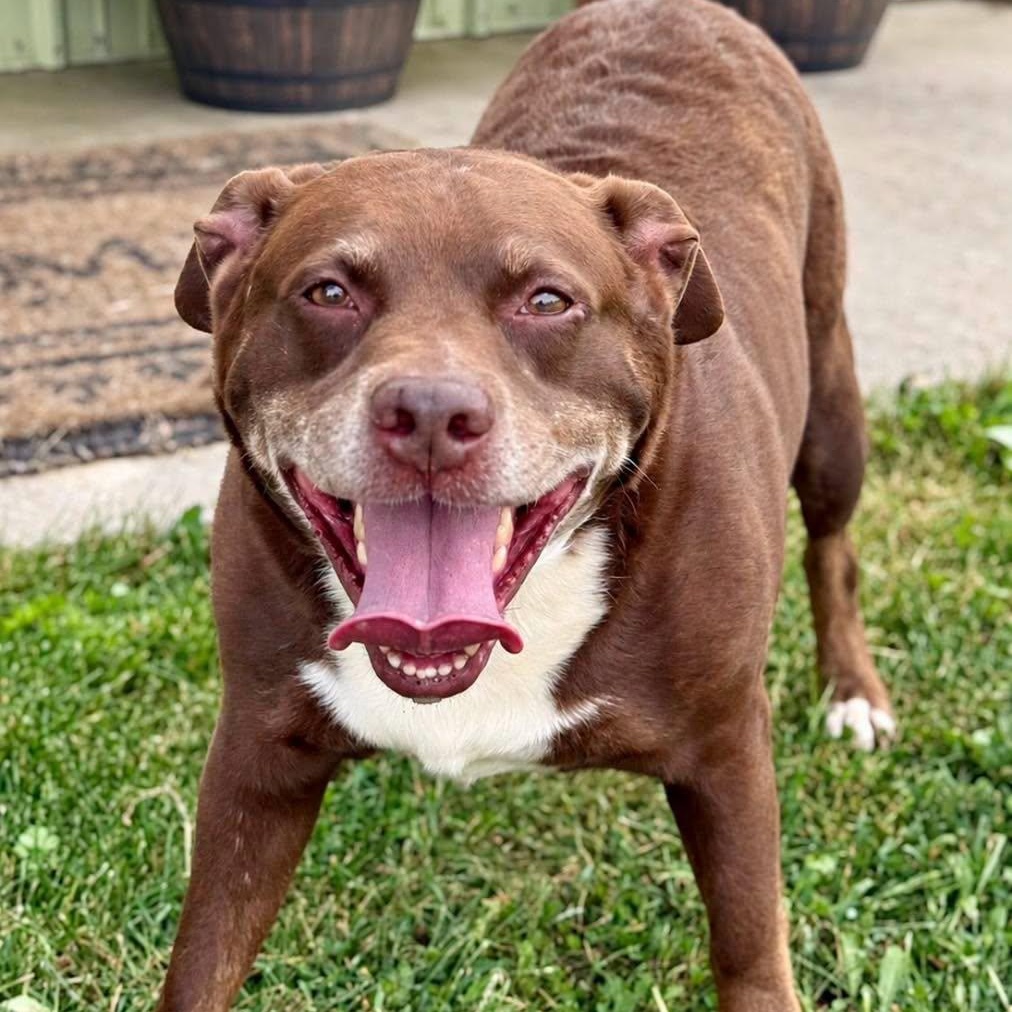 Enlarge Junior, a Adoptable mixed breed in Effingham, IL image 2/4
