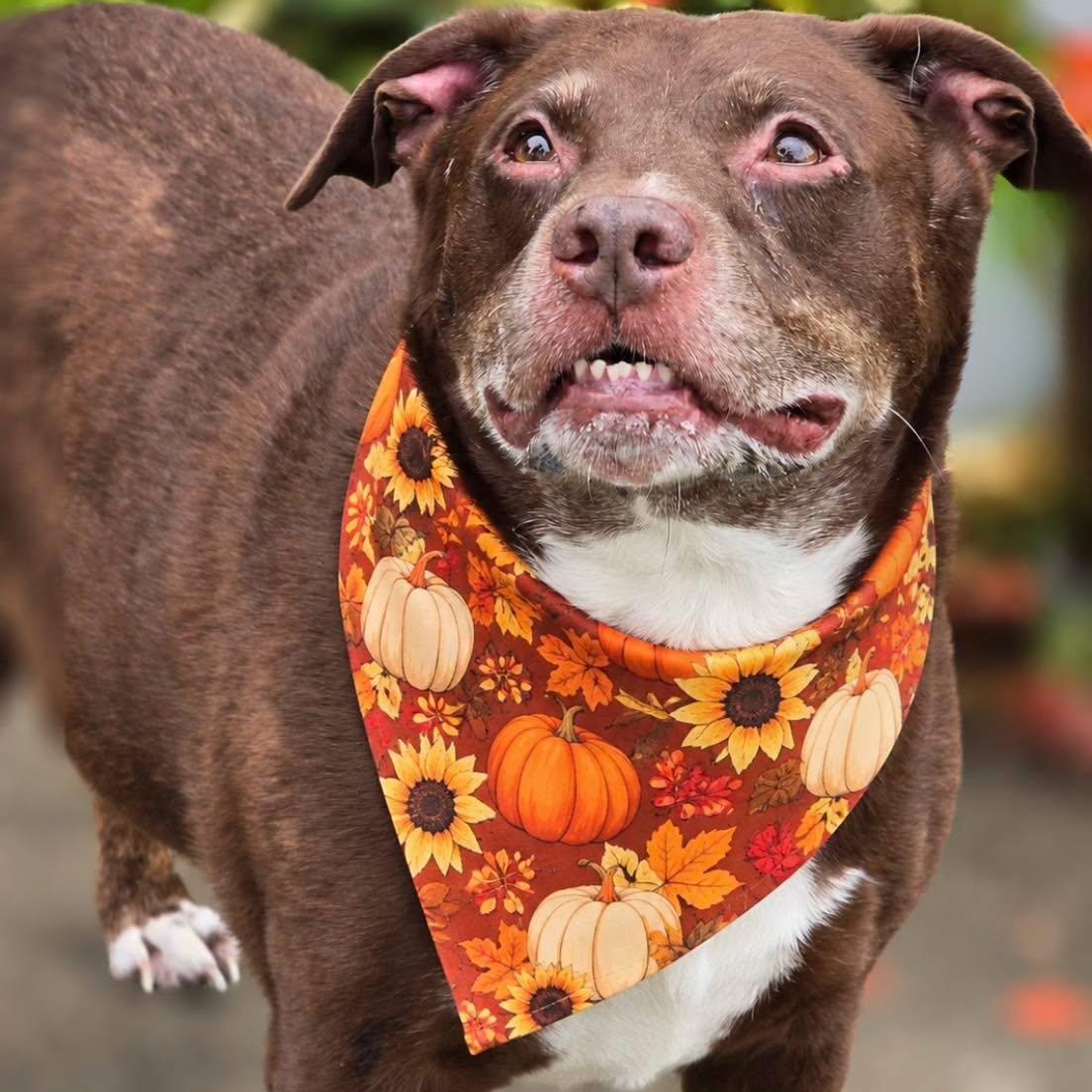 Junior, Adoptable, Adult Male Chocolate Labrador Retriever.