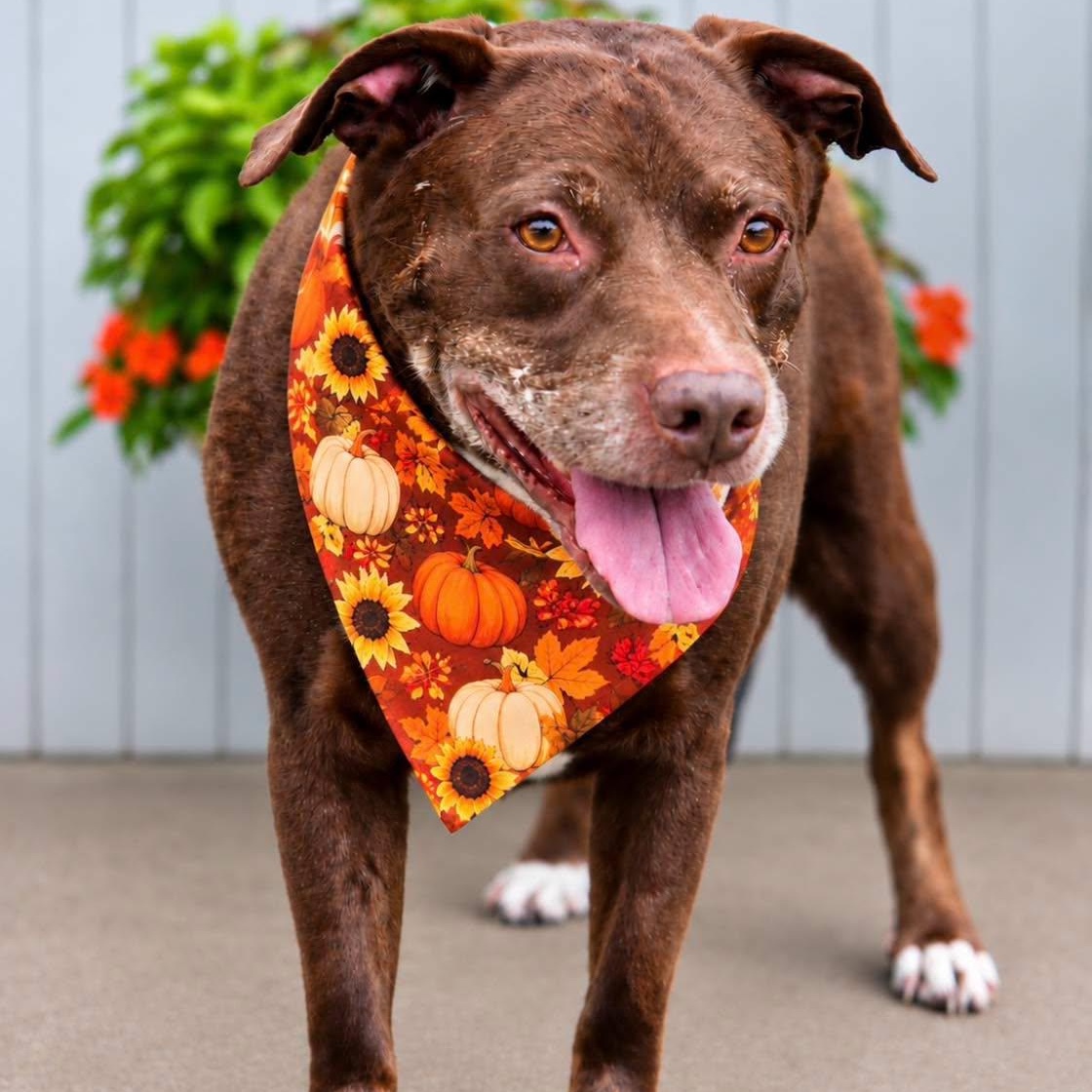 Enlarge Junior, a Adoptable mixed breed in Effingham, IL image 4/4