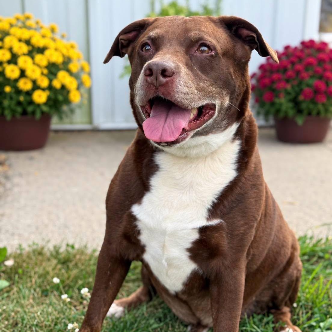 Enlarge Junior, a Adoptable mixed breed in Effingham, IL image 3/4