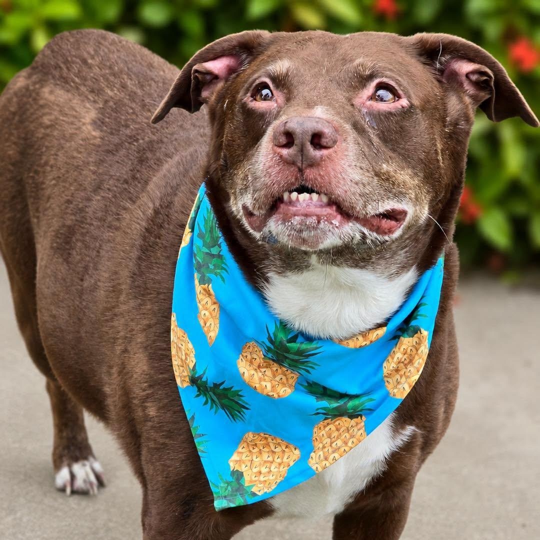 Enlarge Junior, a ADOPTABLE mixed breed in Effingham, IL image 2/2