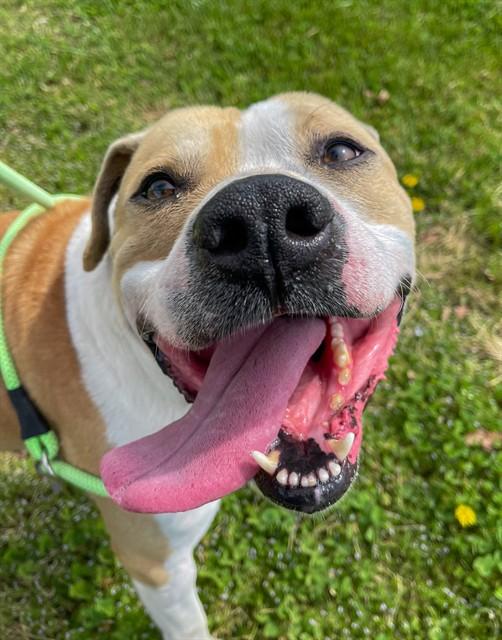 Enlarge TIKI, a Adoptable mixed breed in Rogers, AR image 1/1