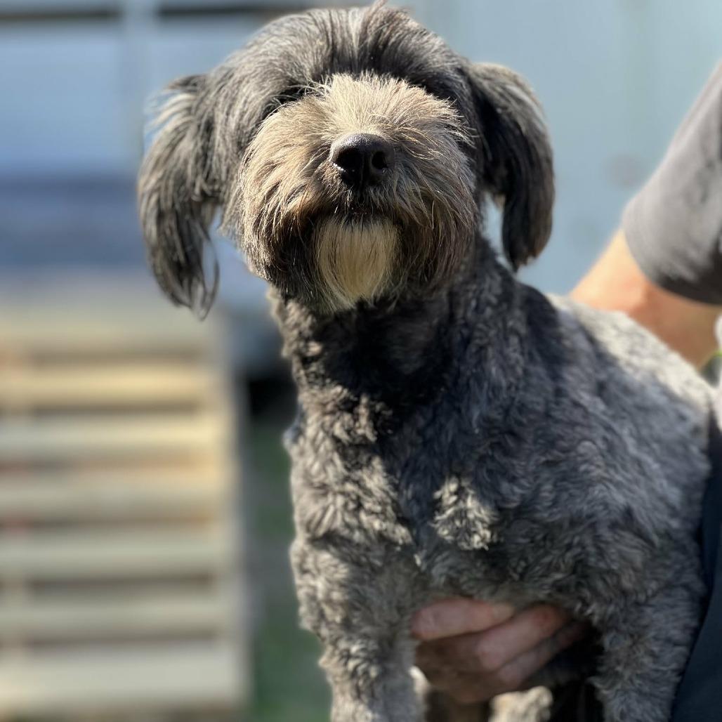 Brigett, Adoptable, Adult Female Tibetan Terrier & Schnauzer.