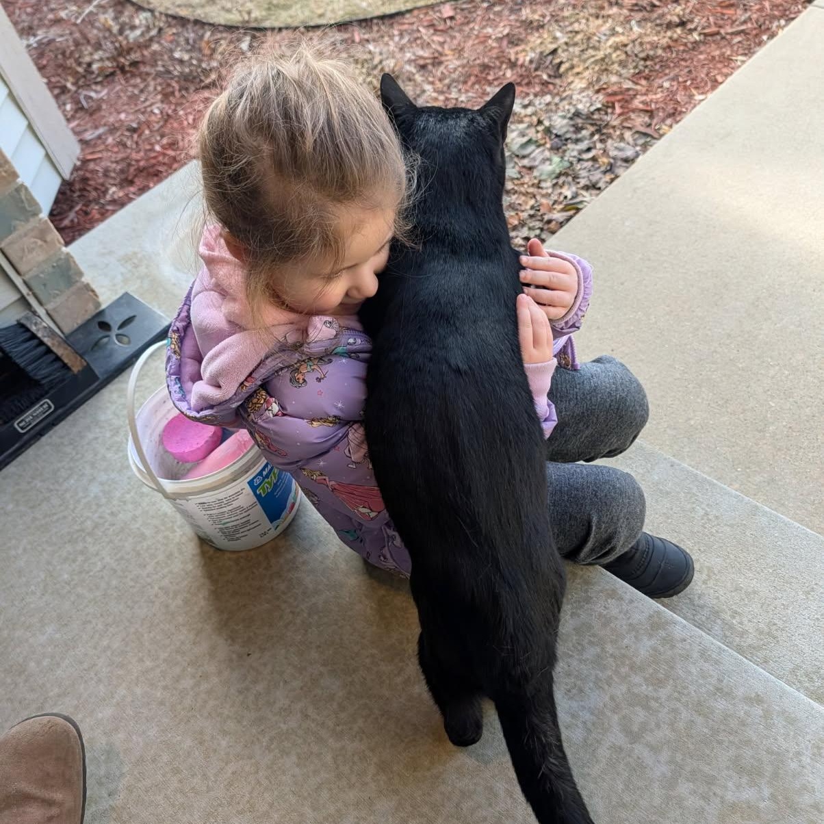 PEPPER, adopted, Adult Male Domestic Short Hair.