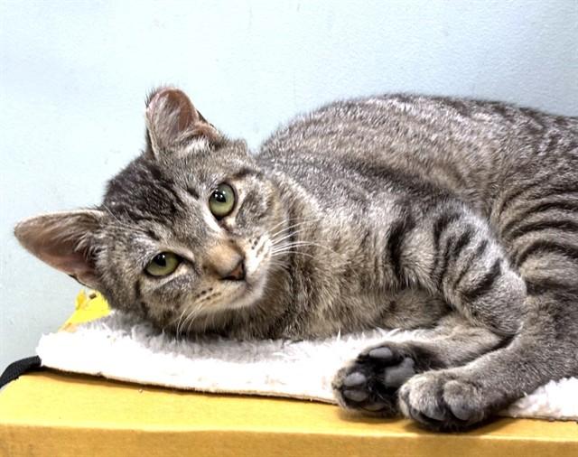 Enlarge MADDOX, a Adoptable Domestic Short Hair in Dedham, MA image 1/1