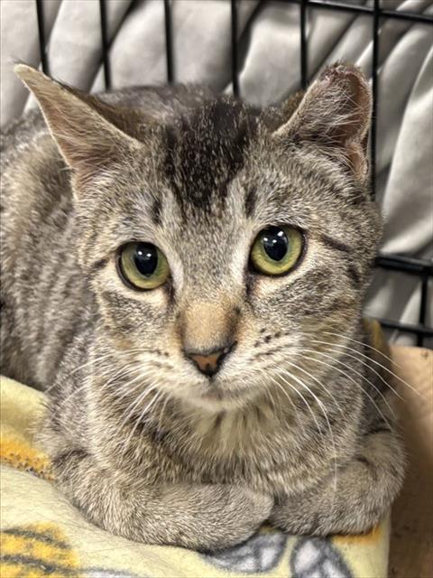 MADDOX, Adoptable, Young Female Domestic Short Hair.