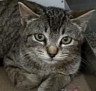 MADDOX, Adoptable, Young Female Domestic Short Hair.