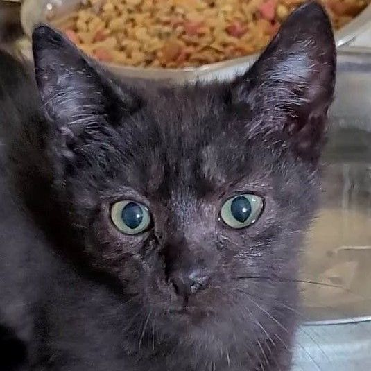 Damon, an adoptable Domestic Short Hair Mix in Robinson, IL_image-1