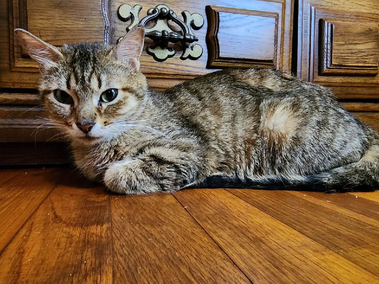 Enlarge Peach, a Adoptable Domestic Short Hair in Warwick, RI image 3/6