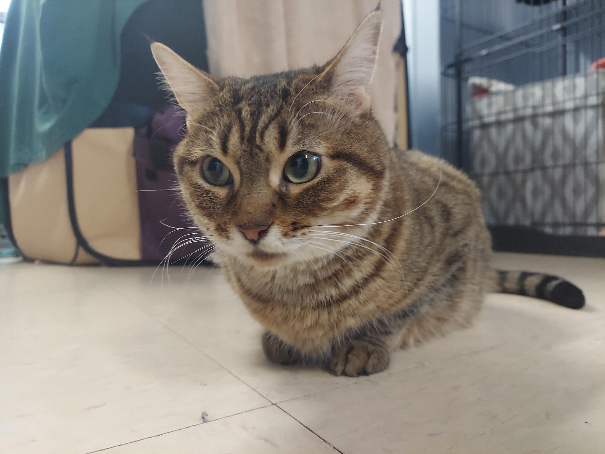 Enlarge Peach, a Adoptable Domestic Short Hair in Warwick, RI image 2/6