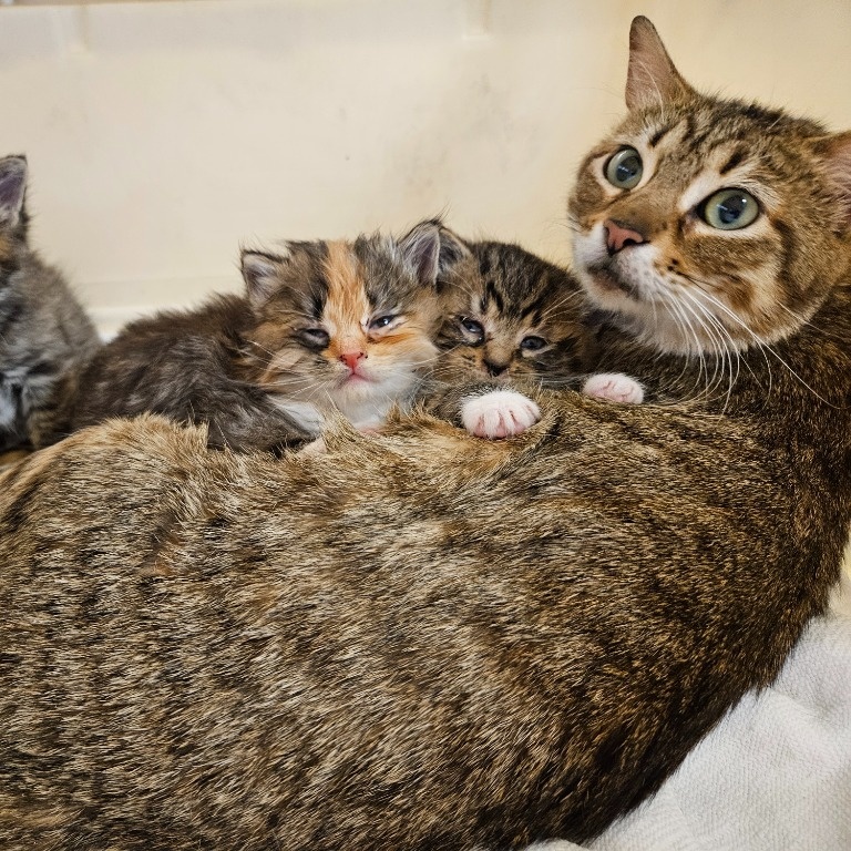 Enlarge Peach, a Adoptable Domestic Short Hair in Warwick, RI image 5/6