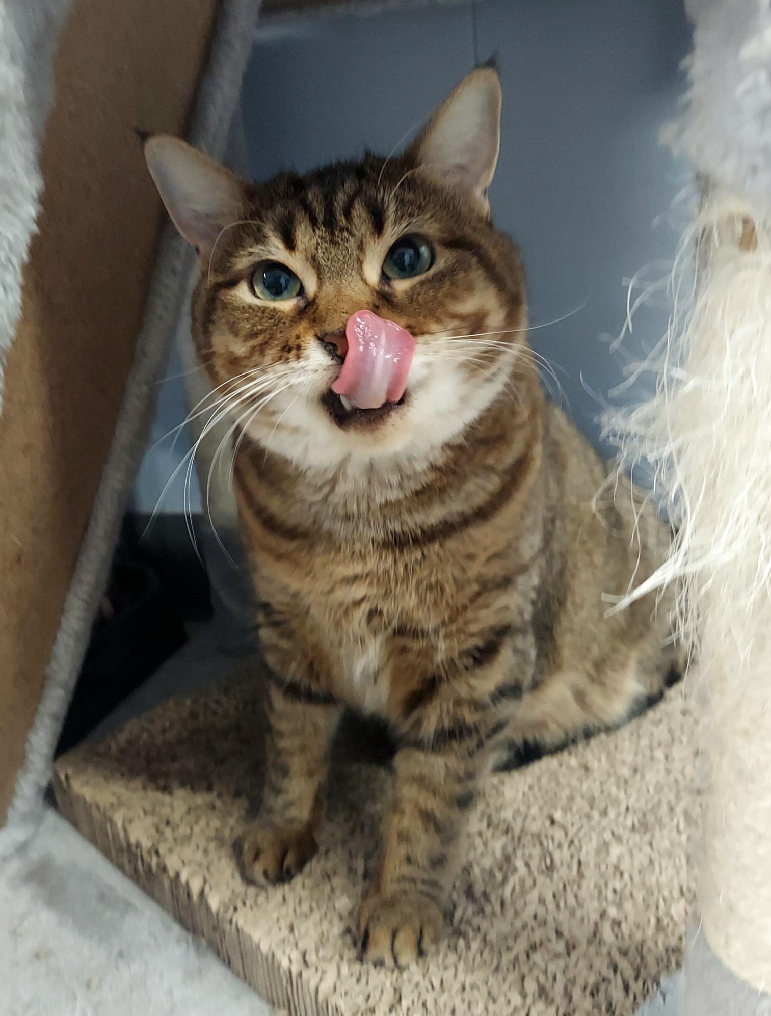 Enlarge Peach, a Adoptable Domestic Short Hair in Warwick, RI image 1/6