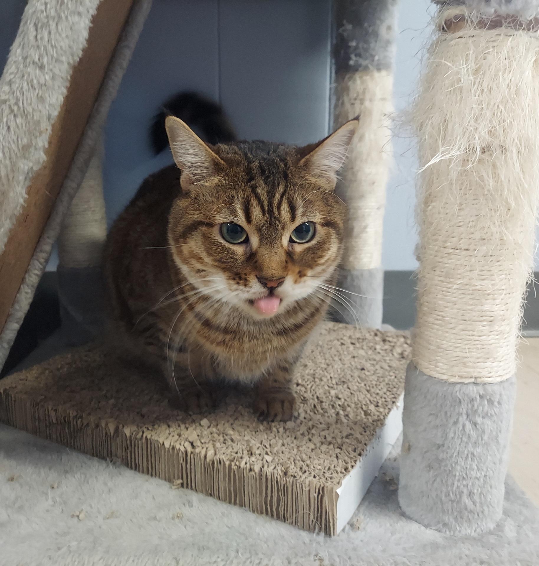 Enlarge Peach, a Adoptable Domestic Short Hair in Warwick, RI image 6/6