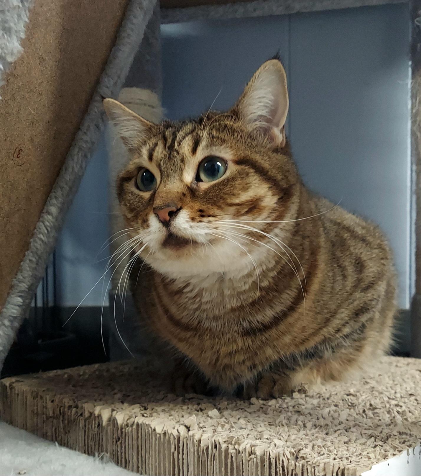 Enlarge Peach, a Adoptable Domestic Short Hair in Warwick, RI image 4/6