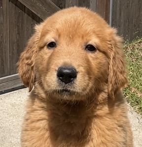 Enlarge Liberty and Indy, a ADOPTABLE Golden Retriever in Cerritos, CA image 1/1