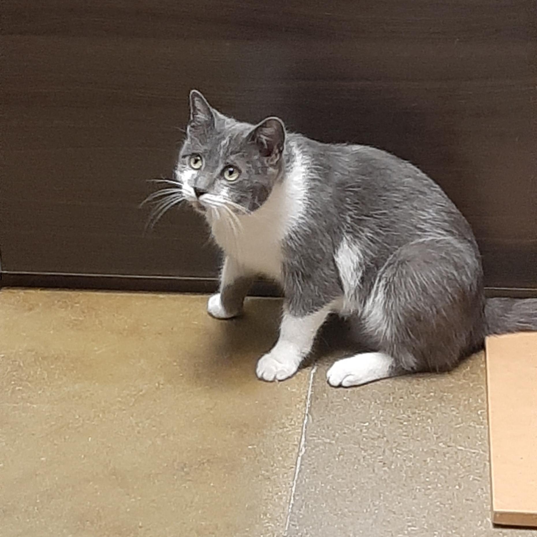 Enlarge Maddie, a ADOPTABLE Domestic Short Hair in Belleville, IL image 1/3