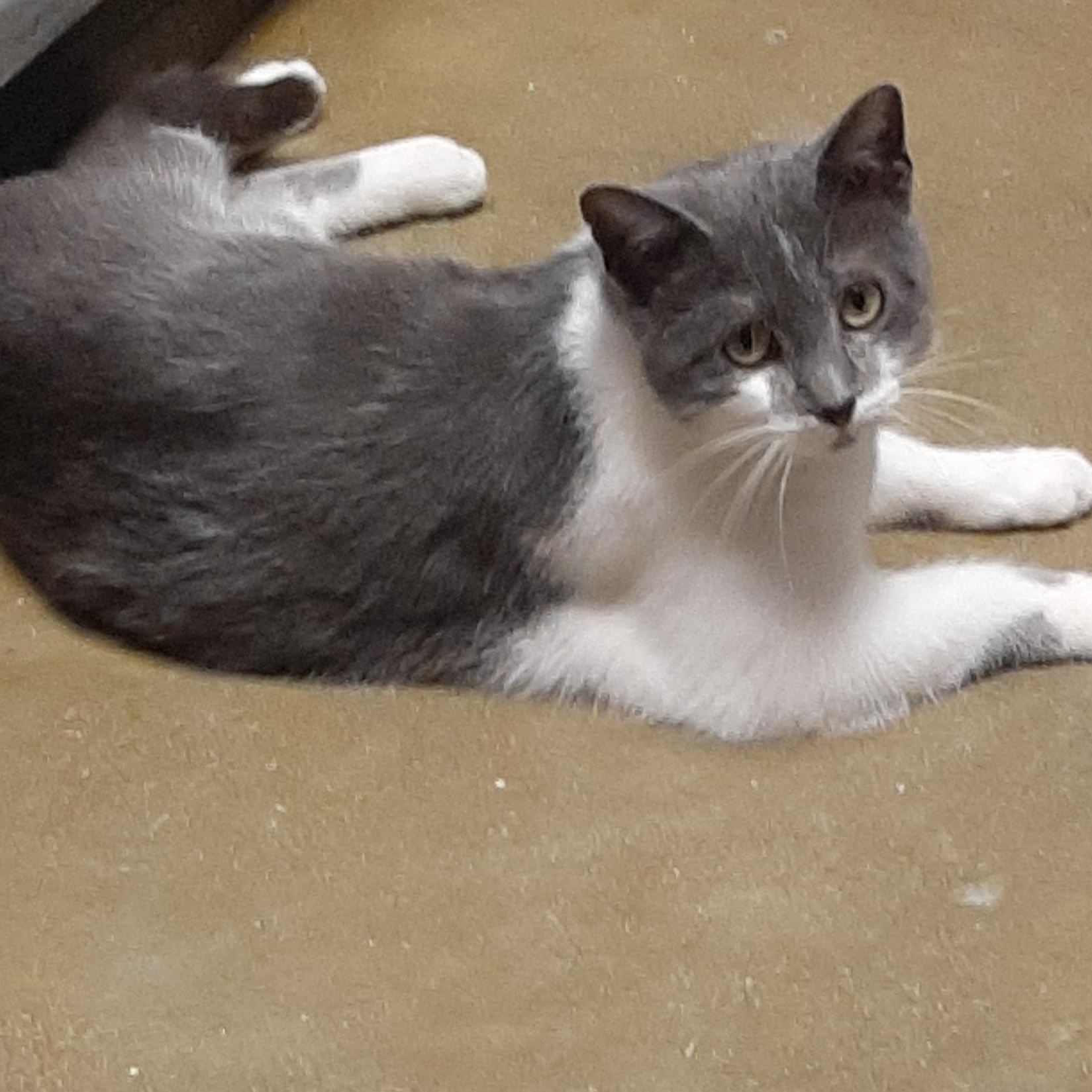 Enlarge Maddie, a ADOPTABLE Domestic Short Hair in Belleville, IL image 2/3