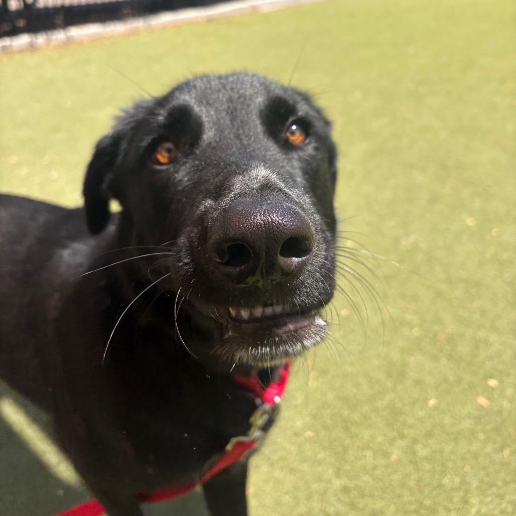 Enlarge Chap, a Adoptable mixed breed in Albuquerque, NM image 2/6