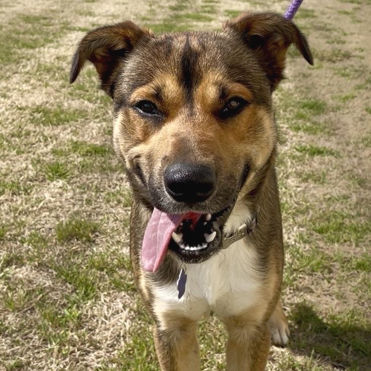 Enlarge Marty, a Adoptable mixed breed in Denison, TX image 1/6