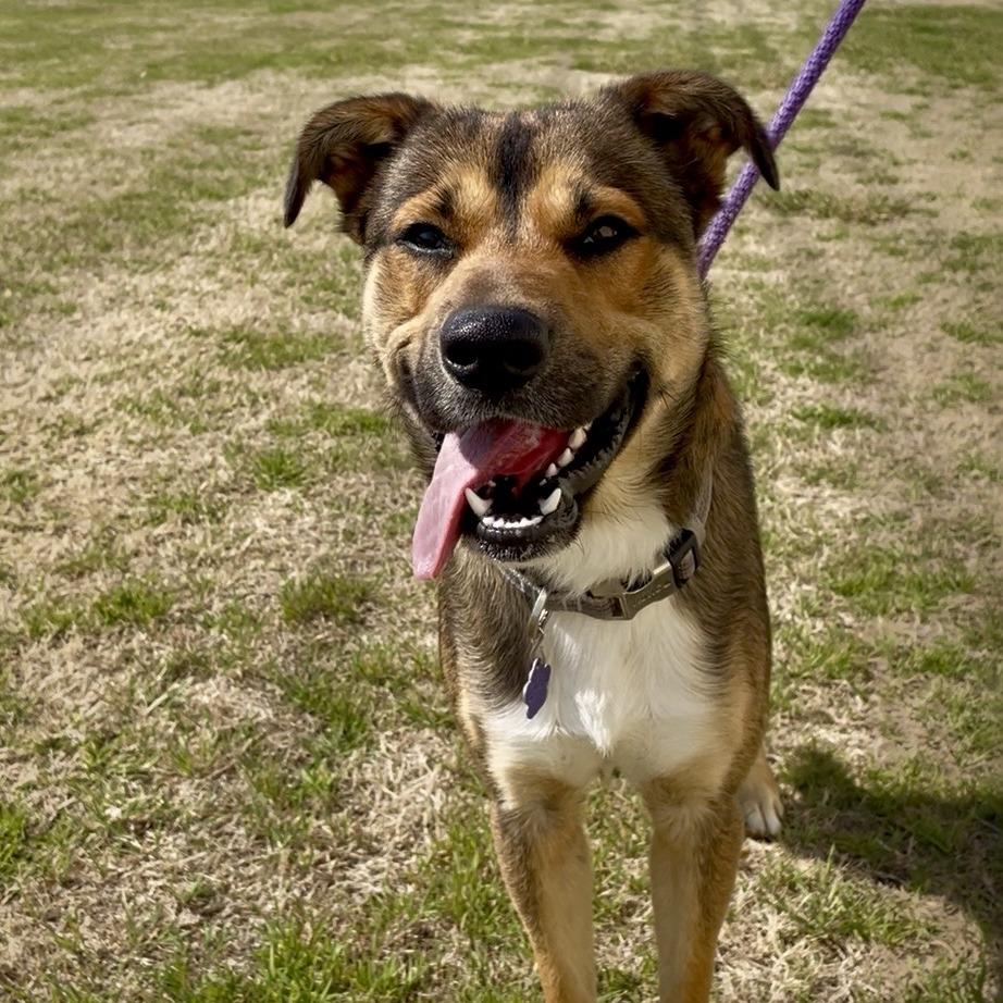 Enlarge Marty, a Adoptable mixed breed in Denison, TX image 2/6
