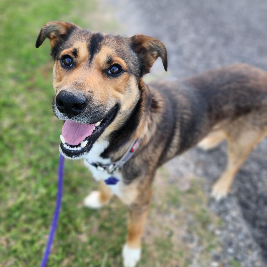 Enlarge Marty, a Adoptable mixed breed in Denison, TX image 3/6