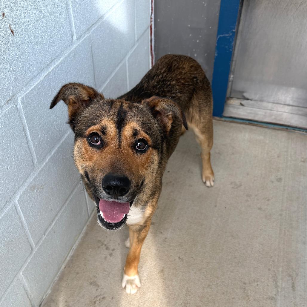 Enlarge Marty, a Adoptable mixed breed in Denison, TX image 4/6