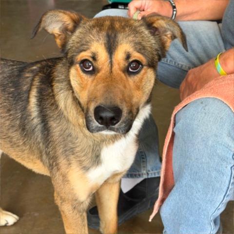 Enlarge Marty, a Adoptable mixed breed in Denison, TX image 5/6